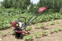 PUBERT Micro tiller MB 25H - kultivátor